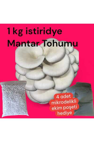 Agroma İstiridye Mantar Tohumu 1 Kg (4 ADET EKİM POŞETİ HEDİYELİ)