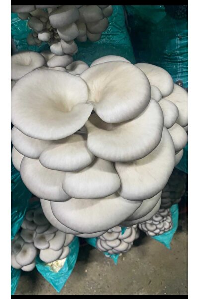 3 Kg İstiridye Mantarı Tohumu ( Ekim Poşeti, Kireç, Alçı, Buğday Kepeği- Full Paket)
