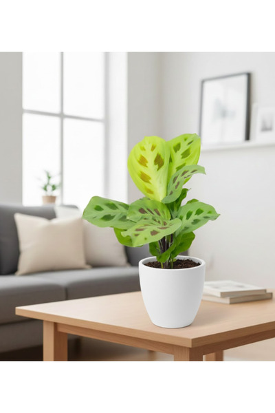 Generic Maranta Rabbits Foot - With Plastic Pot - 30cm to 40cm