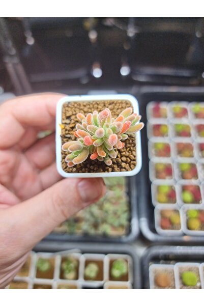 variegataseeds Drosanthemum Eburneum Red yellowIce Crystal ( saksısız)
