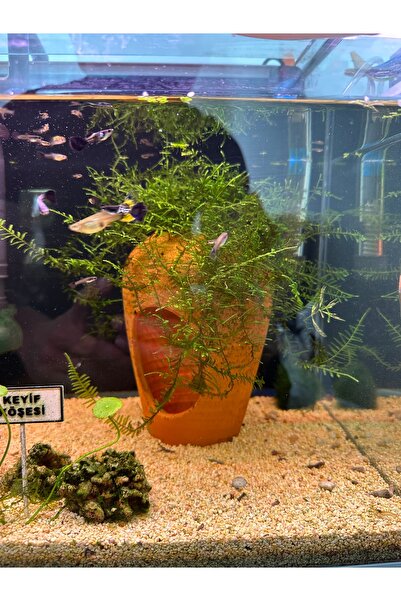 shop 🌿Canlı Christmas Moss 80 cc – Akvaryum Yosunu, Karides Mossu, Aquascape...