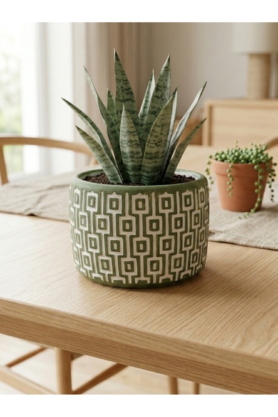 mora store Modern Bohem Yeşil Beton Saksı 14x10 cm | Dekoratif Çiçeklik | Ev ...
