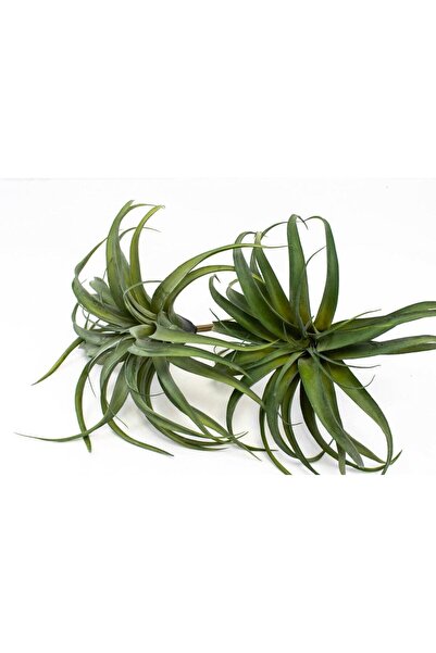 OEM Plante Suculente Caracatita Verde Inchis