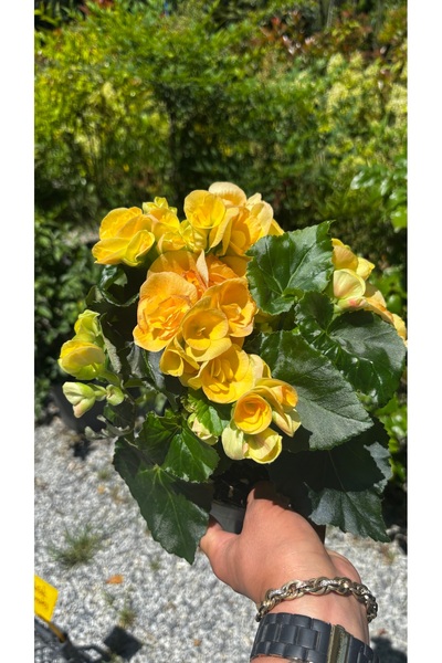 GARDENLİFEBOTANİK Begonya canlı bitki çiçek