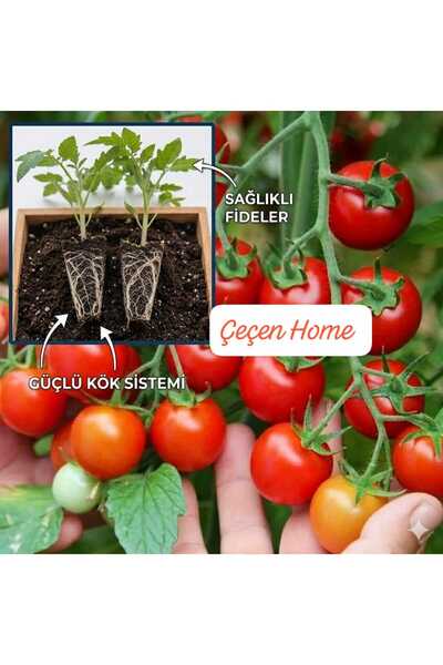 ÇEÇEN HOME Verimli Salkım Domates Fidesi 5'li Paket - Güçlü Kök Sistemli Aşıl...