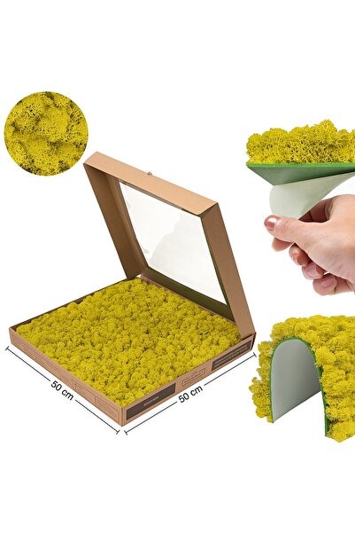 Roberto Rossi Licheni stabilizati gata lipiti panou 50x50x5,5 cm galben lemon...