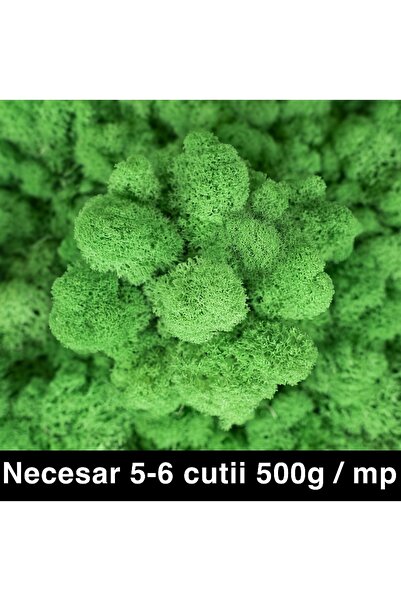 Roberto Rossi Preserved lichens cleaned and without roots 500g NET, ULTRA PRE...