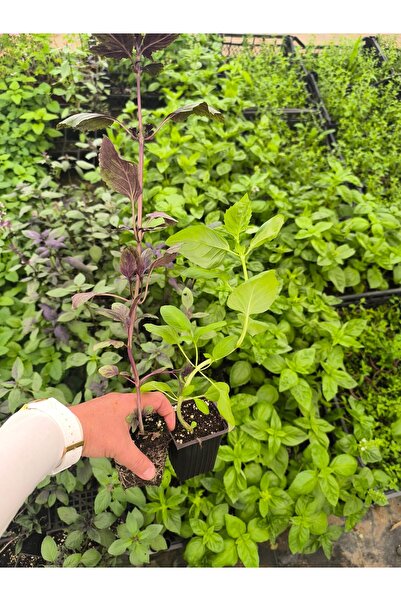 artemisiatıbbibitki Yeşil Fesleğen (Ocimum basilicum) Fidesi