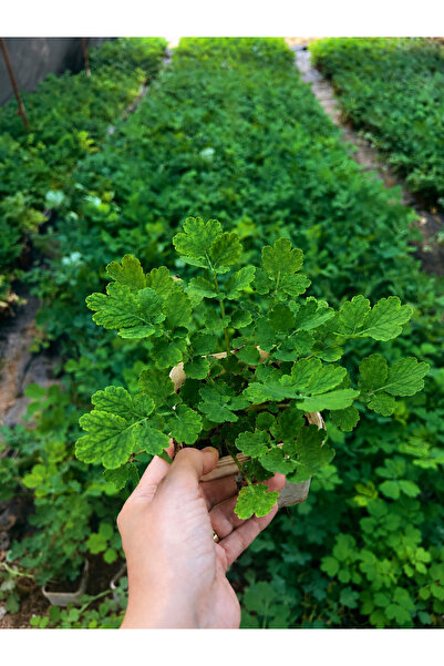 FantomAmour Kırlangıç Otu Fidesi (Chelidonium Majus) Canlı Bitki