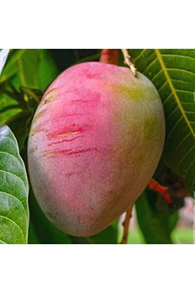 ASES FİDAN 2 YAŞ,SAKSIDA AŞILI SENSATİON MANGO FİDANI BOY 70-90 CM