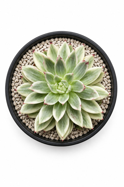 Mialys Premium XL Seri | İthal Sukulent ‘Butterfly Variegated’ Echeveria Renk...