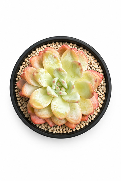 Mialys Premium XL Seri | İthal Sukulent ‘Orange Monroe’ Echeveria Renkli Kole...