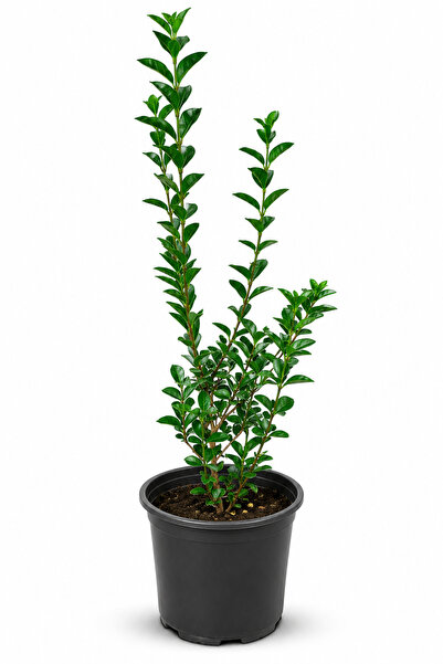 Rosemary Garden Canlı Ligustrum Kurtbağrı Bitkisi 30-60 cm 2 Litre Saksıda Pa...