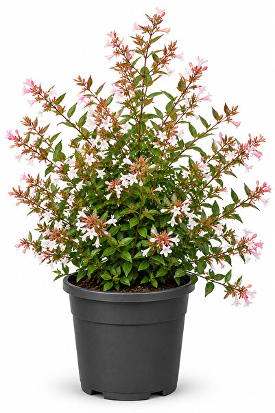 Rosemary Garden Canlı Abelya Çiçeği 15-30 Cm 2 Litre Saksıda Mis Kokulu Bahçe...