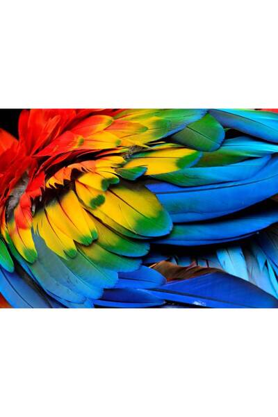 Persona Tablou Canvas, Penele Colorate Ale Unui Papagal- 100 X 70 cm