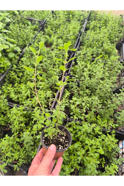 artemisiatıbbibitki Mercanköşk (Marjoram) Fidesi 8 cm lik Saksıda