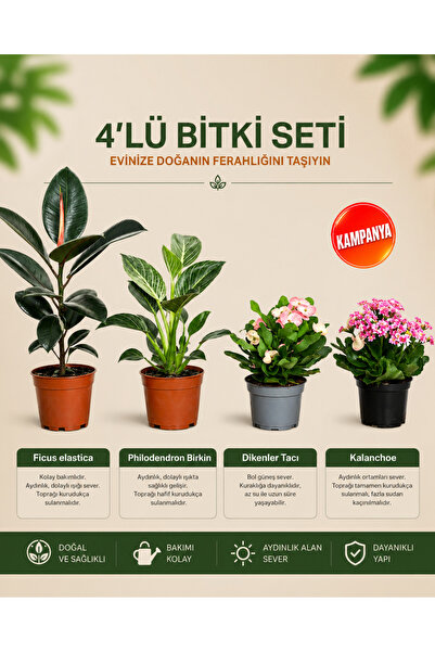gardenkoala Ficus Elastica – Philodendron Birkin – Dikenler Tacı – Kalanchoe ...