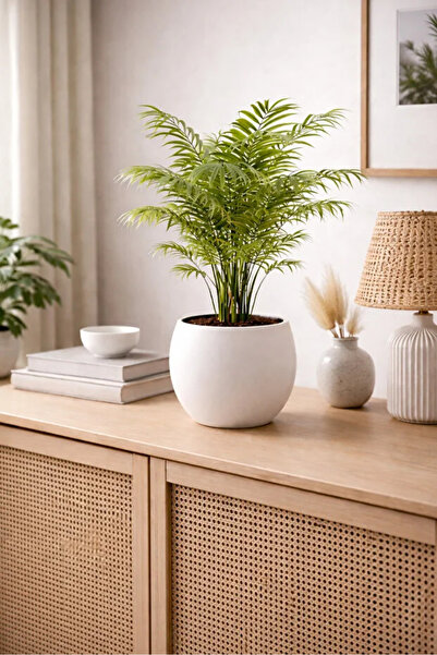 poliva home Küre Saksı 20 Cm Saksı Beyaz Plastik Saksı Çiçek Saksısı