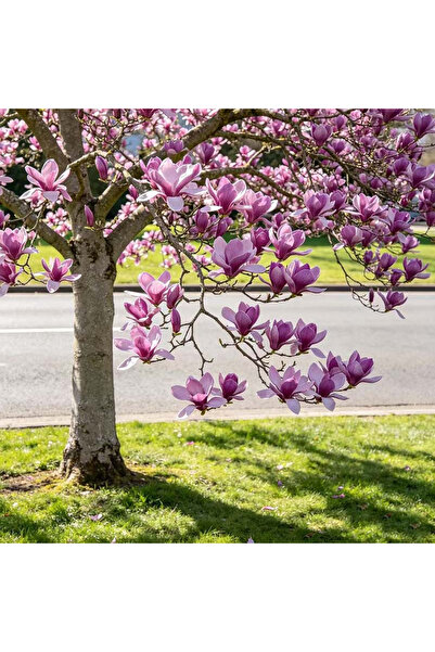 123 100Pcs Magnolia Seeds - Pinkish-Purple Magnolia Flower Tree Seeds, Hardwo...