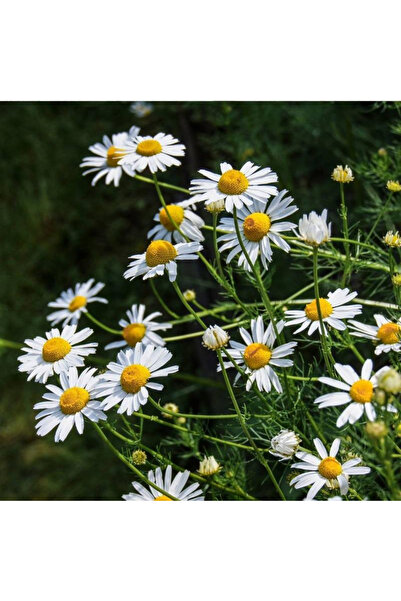 123 100Pcs Roman Chamomile Herb Garden Seeds,Chamomile Seeds Pack,Beautiful F...