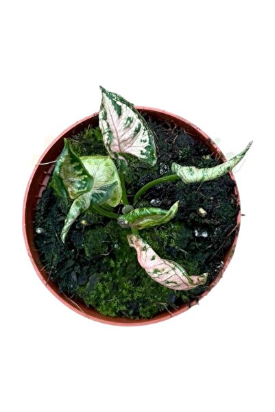 Eufloria Syngonium 'Pink Rolli' Ø8cm