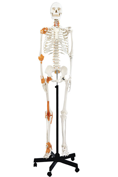 EgeAnatomi Maketleri Gerçek Boyutlarında İnsan İskeleti Modeli - Sinir ve Bağ...