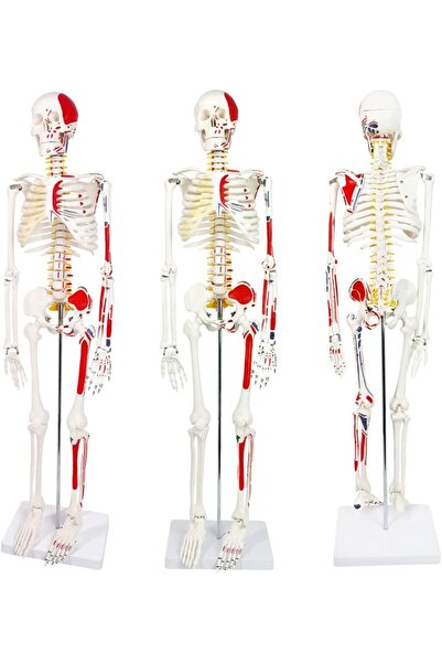 EgeAnatomi Maketleri İnsan İskeleti Modeli (Sinir ve Kas Detaylı) Numaralandı...