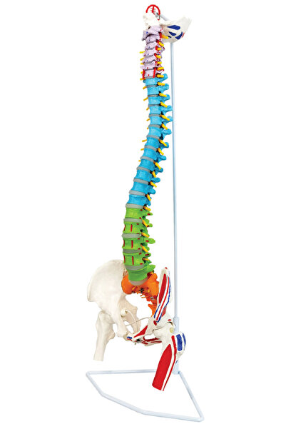 EgeAnatomi Maketleri Didaktik Esnek Omurga Modeli, 85cm, Femur Başları ve Boy...