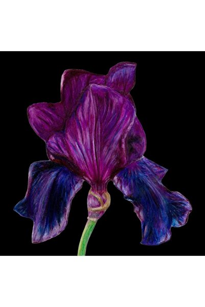 OEM Felicitare cu plic Susan Entwistle SB14, cu ilustratie iris violet, Multi...