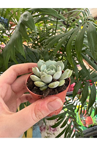 staristakı Echeveria elegans