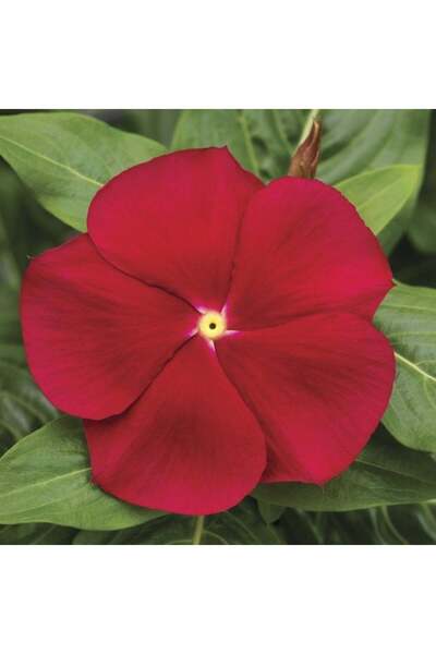 AnamurNaturel Deep Rose Vinca Rosea Rozet Çiçeği Tohumu (20 Tohum)