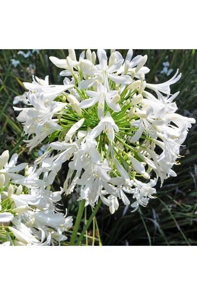 AnkaBahçe Agapanthus Afrika Zambak Çiçeği