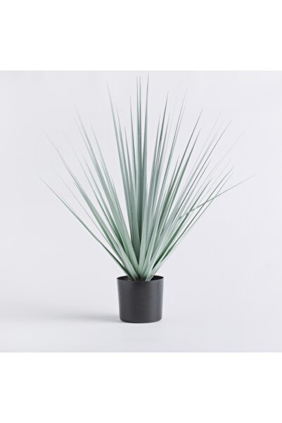 home&you Aranjament de plante aromatice