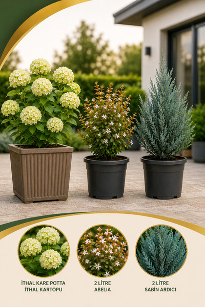 Rosemary Garden 3lü Premium Peyzaj Seti Kare Potta İthal Kartopu Güzellik Çal...