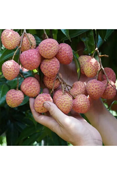 123 221 Fruit Trees--Sweet Fruit Heritage Tropical Plant Indoor Outdoor Dry C...