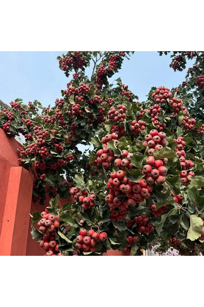 123 White Buckthorn Seeds 1000Pcs, Medical Fruit Tree Suitable for Planting a...
