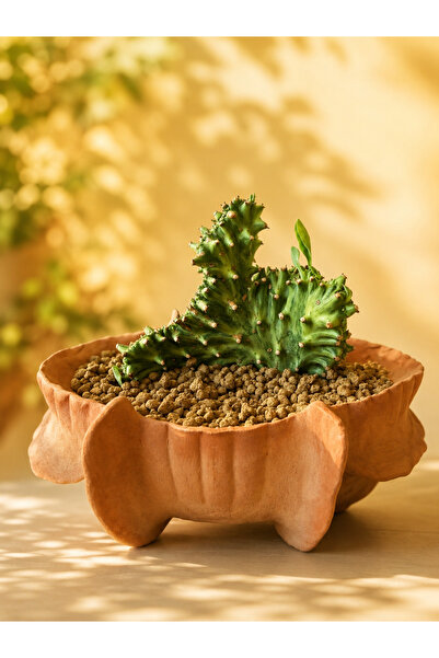 ATLANTE CACTUS Euphorbia Lactea Cristata Variegata - Sirilanka köklenli özel tür