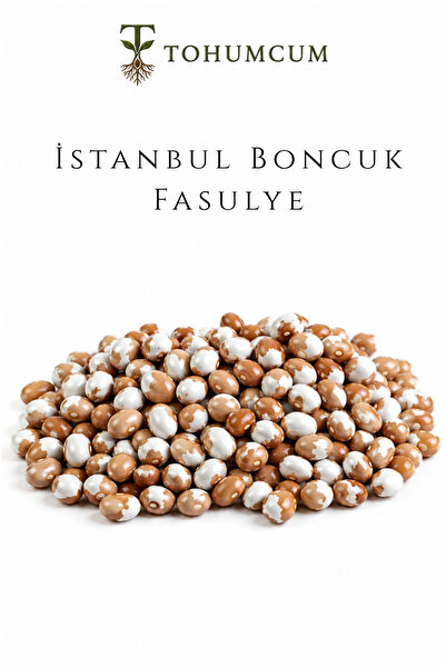 TOHUMCUM Doğal İstanbul Boncuk Fasulye Tohumu | Sırık (50 ad) | Ata Tohum