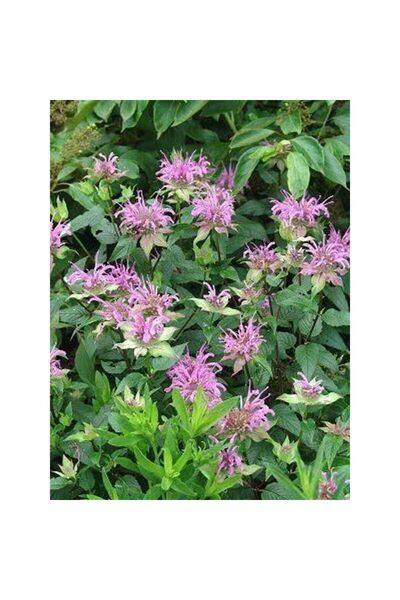 Bloom & Sow Seed بذور نبات العسل الوردي (موناردا) - نبات عطري دائم لإطارات ال...