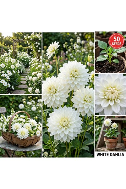 Bloom & Sow Seed بذور داليا بيضاء - داليا بيضاء نقية ذات أزهار مزدوجة - نباتا...