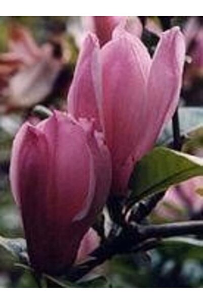 fara marca Magnolia George Henry Kern roz deschis 60-80 cm