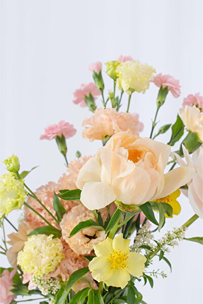 Bloom & Sow Seed بذور زهور متنوعة دافئة بألوان الباستيل (فاوانيا، قرنفل، زهرة...