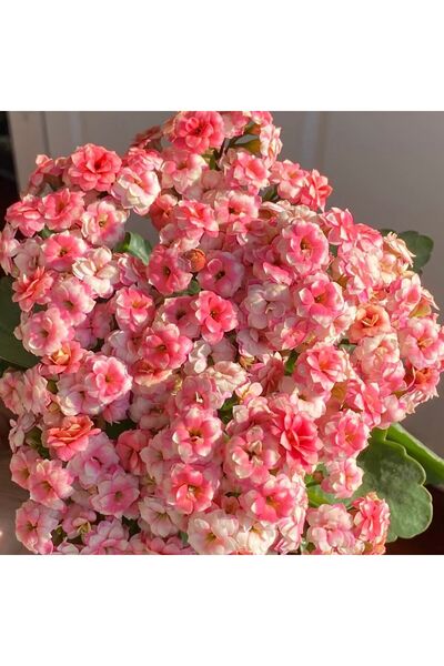 Bloom & Sow Seed Bi-color Double Christmas Kalanchoe Seeds, Home Windowsill L...