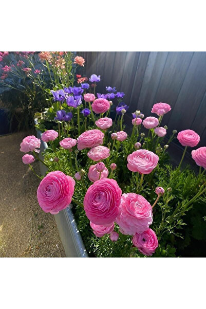 Bloom & Sow Seed Pink Ranunculus Asiaticus Bulbs – Perennial Double Flower Bu...