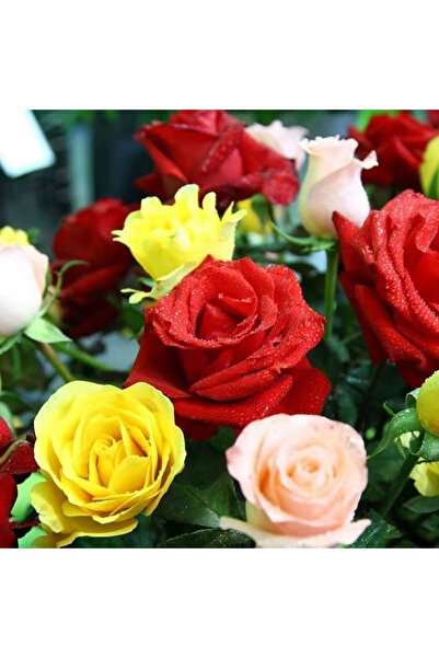 Bloom & Sow Seed بذور ورد ثلاثية الألوان ذات مظهر ندي، بذور ورد طويلة الأمد ل...