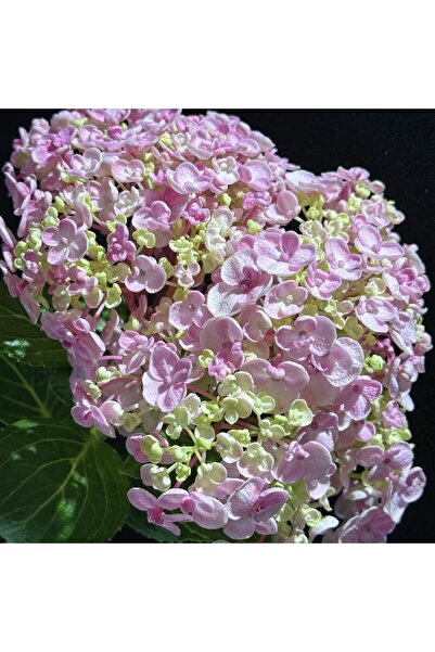 Bloom & Sow Seed Pastel Pink White Hydrangea Seeds, Big‑Bloom Perennial Shrub...