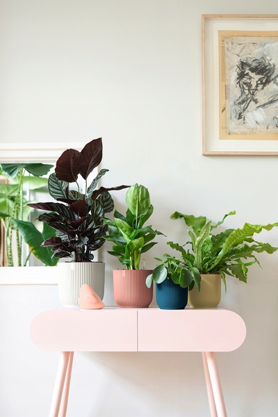 NO BRAND Set ghivece mate, deschise la culoare, pentru plante hidroponice del...
