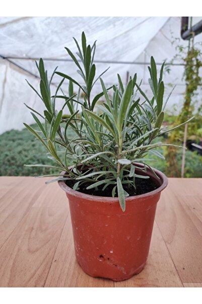 Ravza Çiçekçilik Hakiki Lavanta Kokulu ( 13 Cm Saksıda ) ( 20-25 Cm Boyunda )