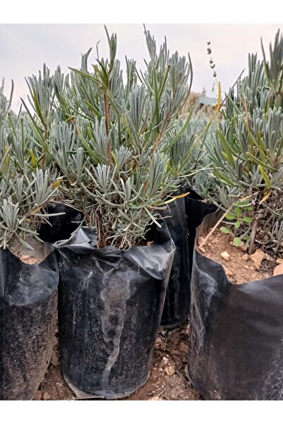 Genel Markalar Saksılı Lavanta Fidesi Fidanı 10-20 cm