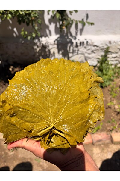 VİTİVERA Premium Manisa Sultaniye Mayıs Asma Yaprağı Damarsız, İnce, Kolay Sarım 5 Kg (Net 3 Kg Yaprak)